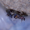 acromyrmex versicolor