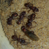 Acromyrmex versicolor polygynous 6 queen colony