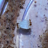 Pheidole cerebrosior