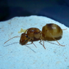 Myrmecocystus mexicanus - Mexican Honeypot ant