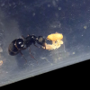 Camponotus trepidulus queen