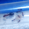 Camponotus sayi