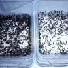 acromyrmex versicolor collection results