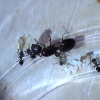 Crematogaster cerasi/lineolata