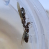 dorymyrmex insanus