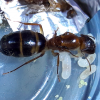 Camponotus puderosus