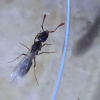 Hypoponera opacior-  Crypt ant