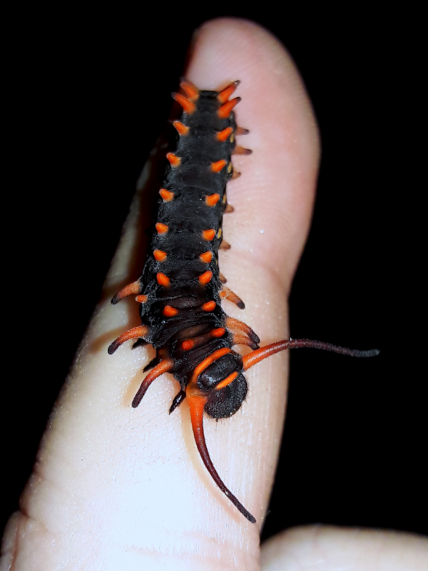 Pipevine swallowtail