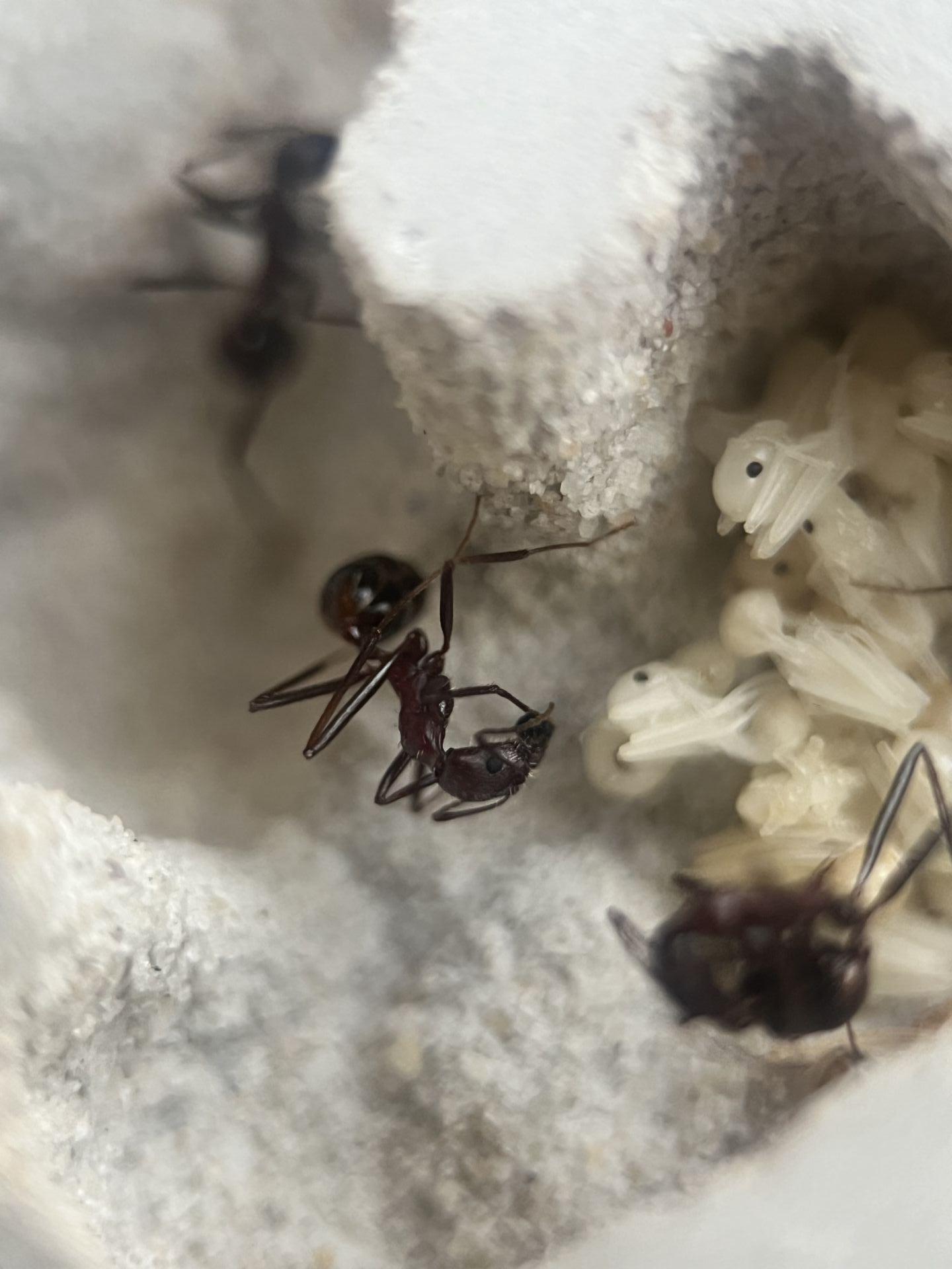 Worker holding larva poop