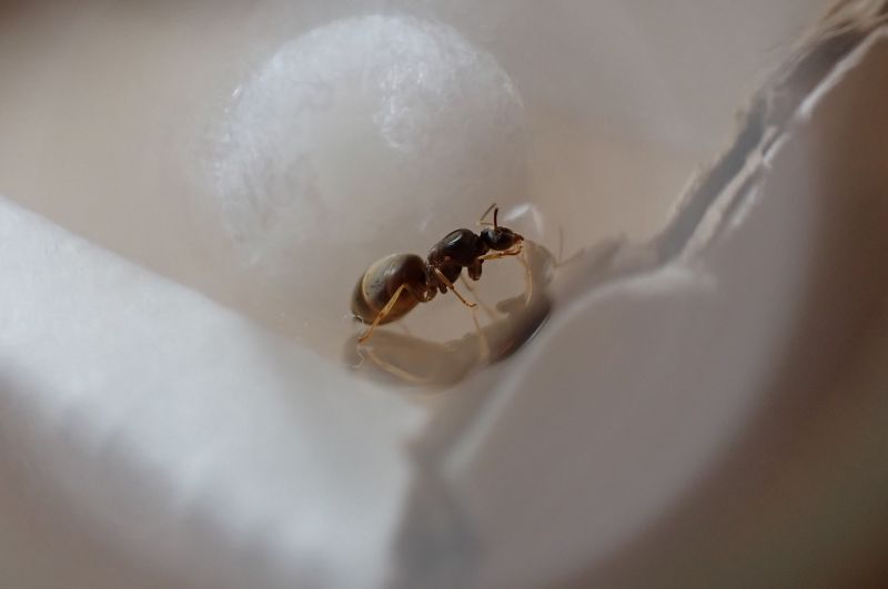 Lasius neoniger