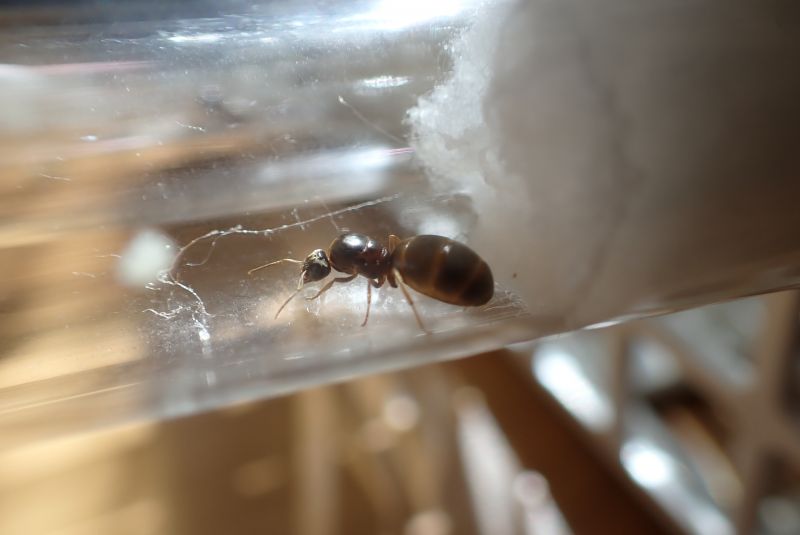 Lasius neoniger