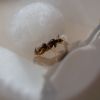 Lasius neoniger