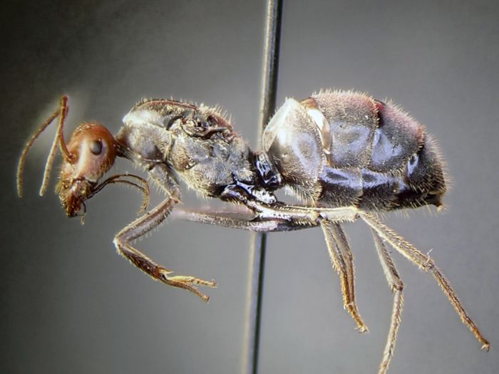 Female2 01 Myrmecocystus Cf Placodops 196 Gallery Ants