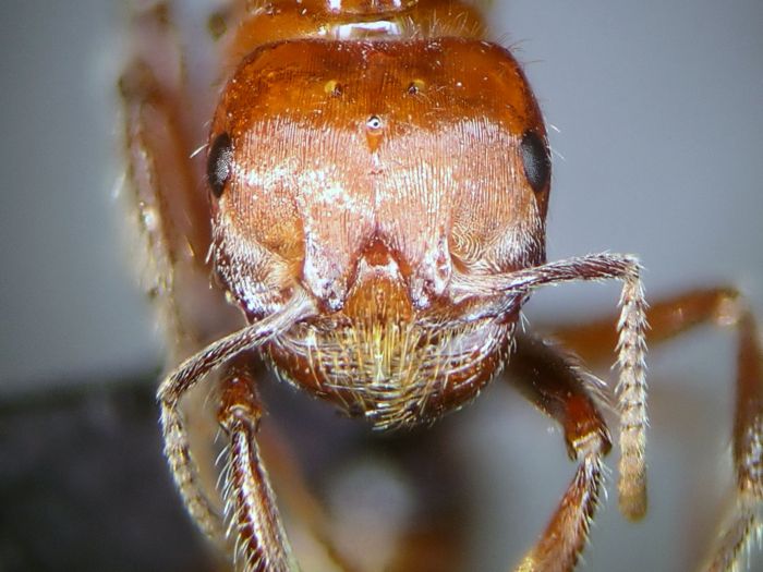 female 03