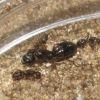 Camponotus nearcticus