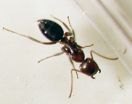 Unknown Polygerus