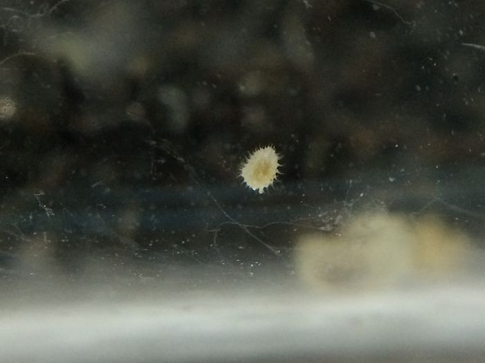 Small larvae