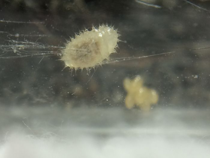 Larvae