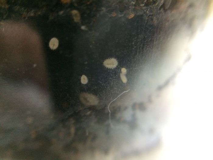 First larvae