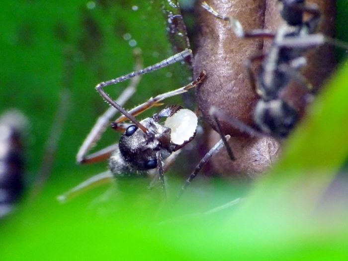 Diacamma with larva