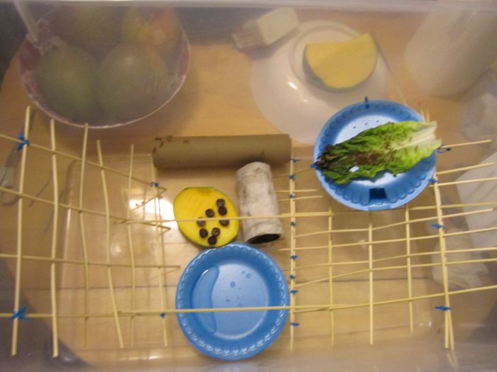 Asian Weaver colony in a giant bin