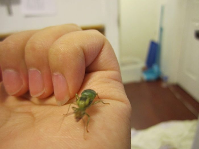 Asian Weaver running on my hand