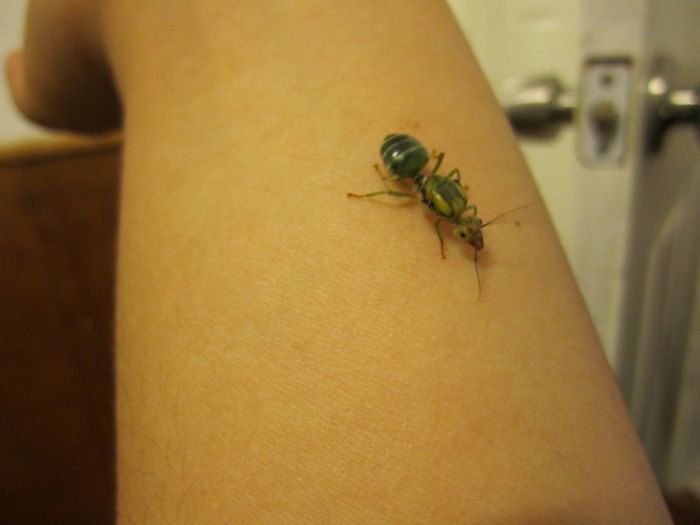 Asian Weaver running on my arm