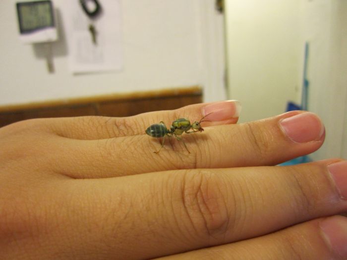 Asian Weaver on my ring finger cleaning itself