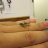 Asian Weaver on my ring finger cleaning itself