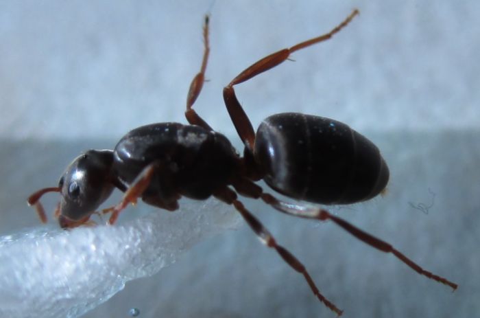 Lasius umbratus