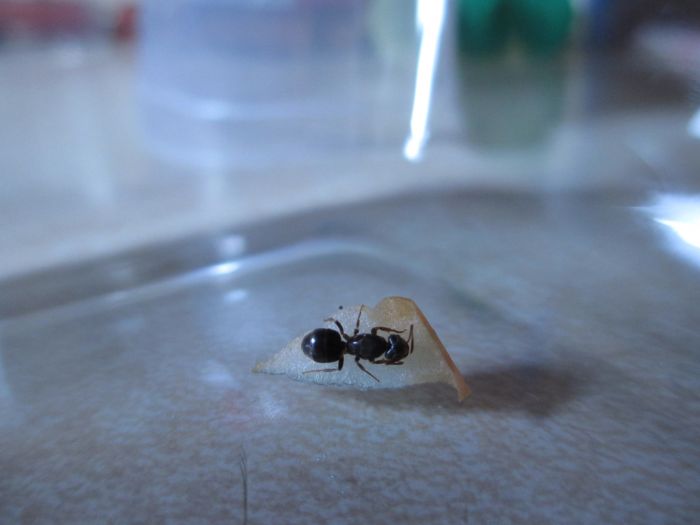 Lasius umbratus