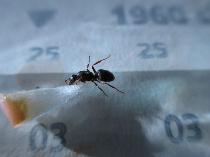 Lasius umbratus