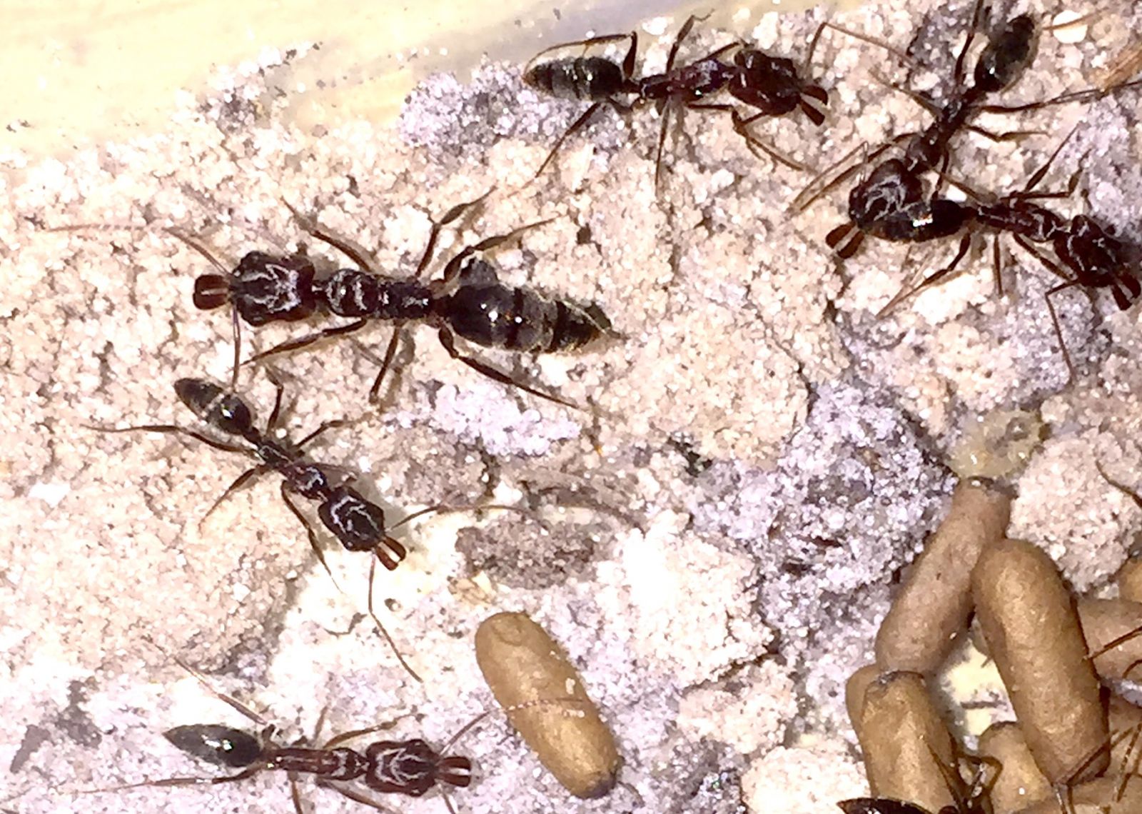 ants 5