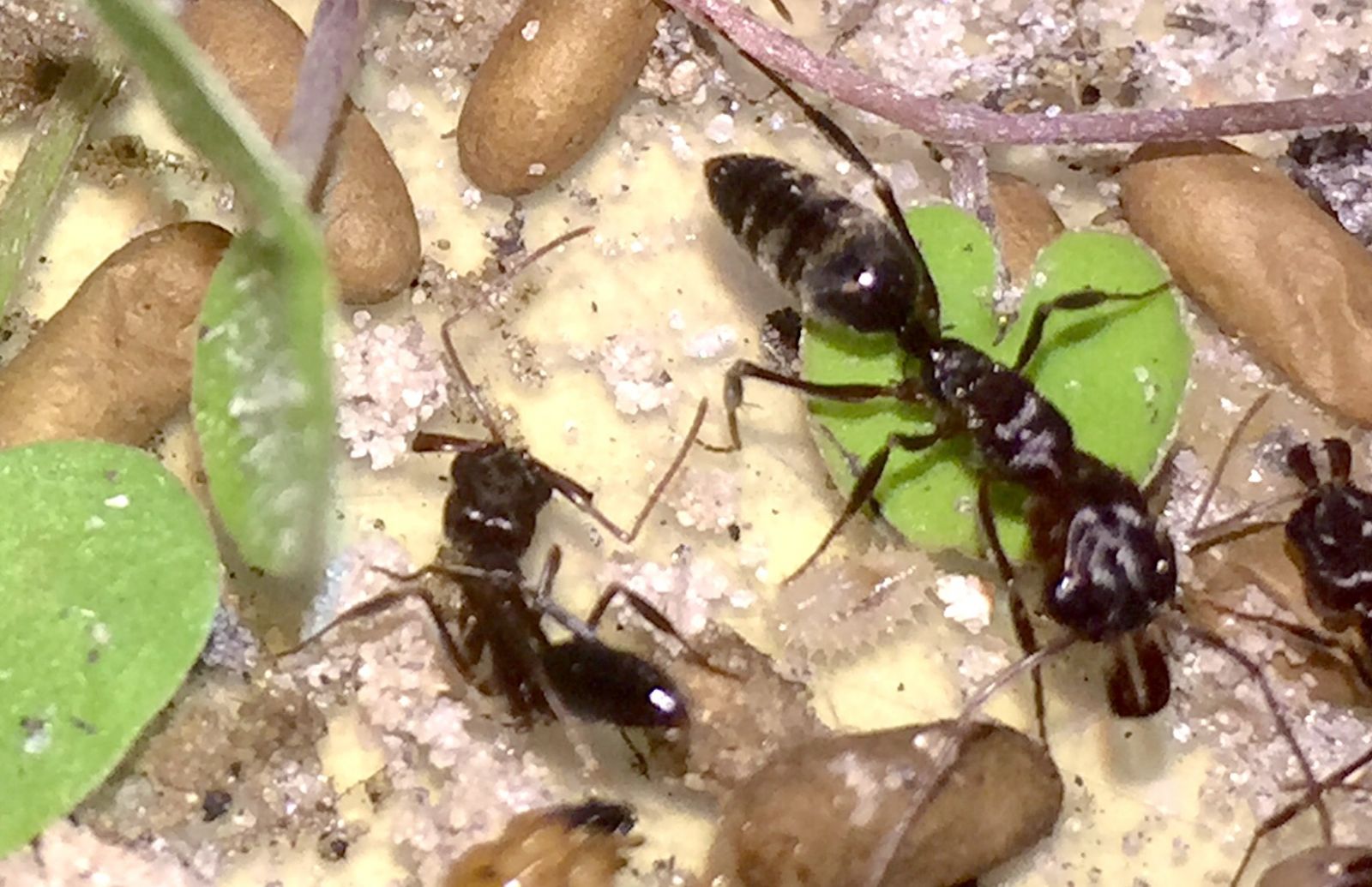 ants 4