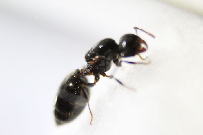 Crematogaster cerasi (3)