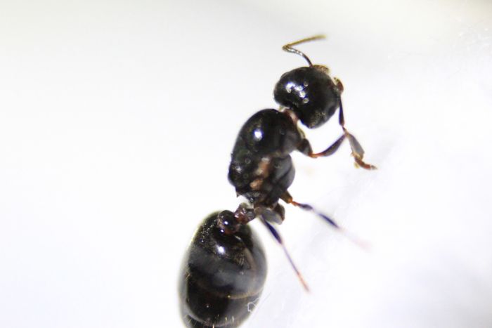 Crematogaster cerasi (1)