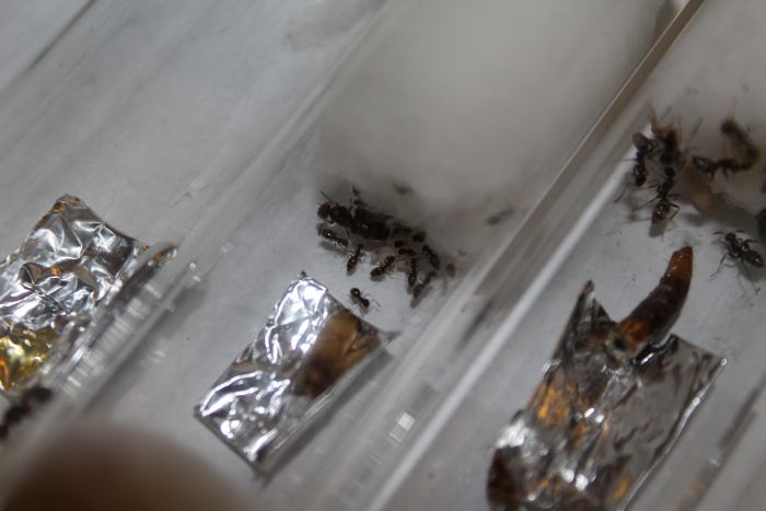 Lasius sp. Sept 7 2016.JPG