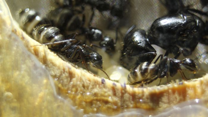 Camponotus Penn