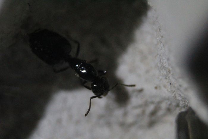 Crematorgaster Sp. New (2)