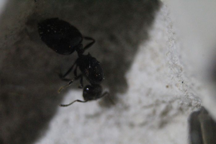 Crematorgaster Sp. New (1)