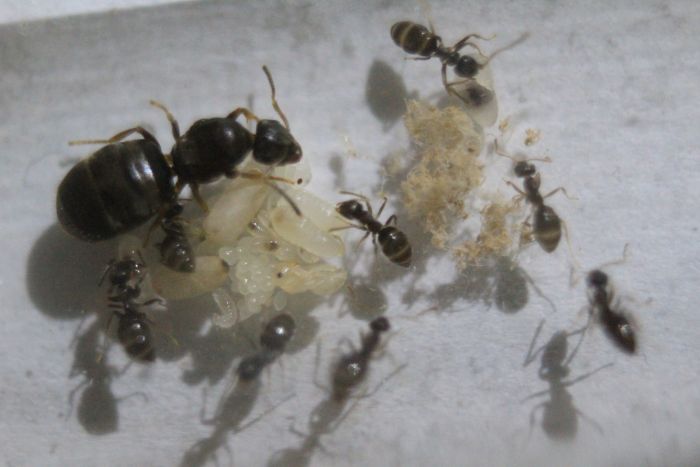 Lasius sp. Aug 16  2016.JPG