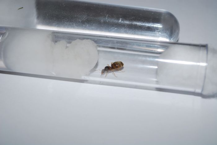 Lasius neoniger queen