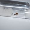 Lasius neoniger queen