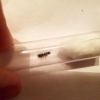 Crematogaster? (1)