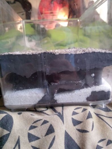 First outworld/formicarium