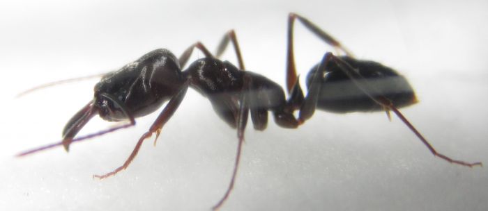 Odontomachus 1