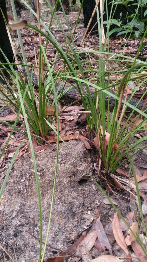 Quiet Brevinoda nest