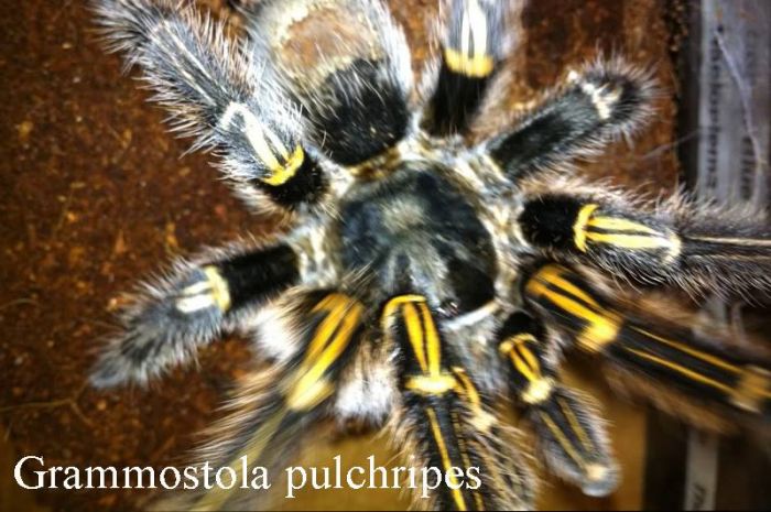 Grammostola pulchripes