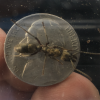 Queen Ant ID Please