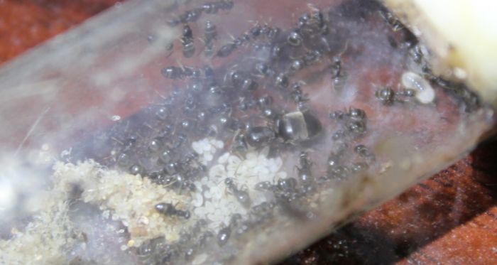 Lasius alienus June 13 2017 #2